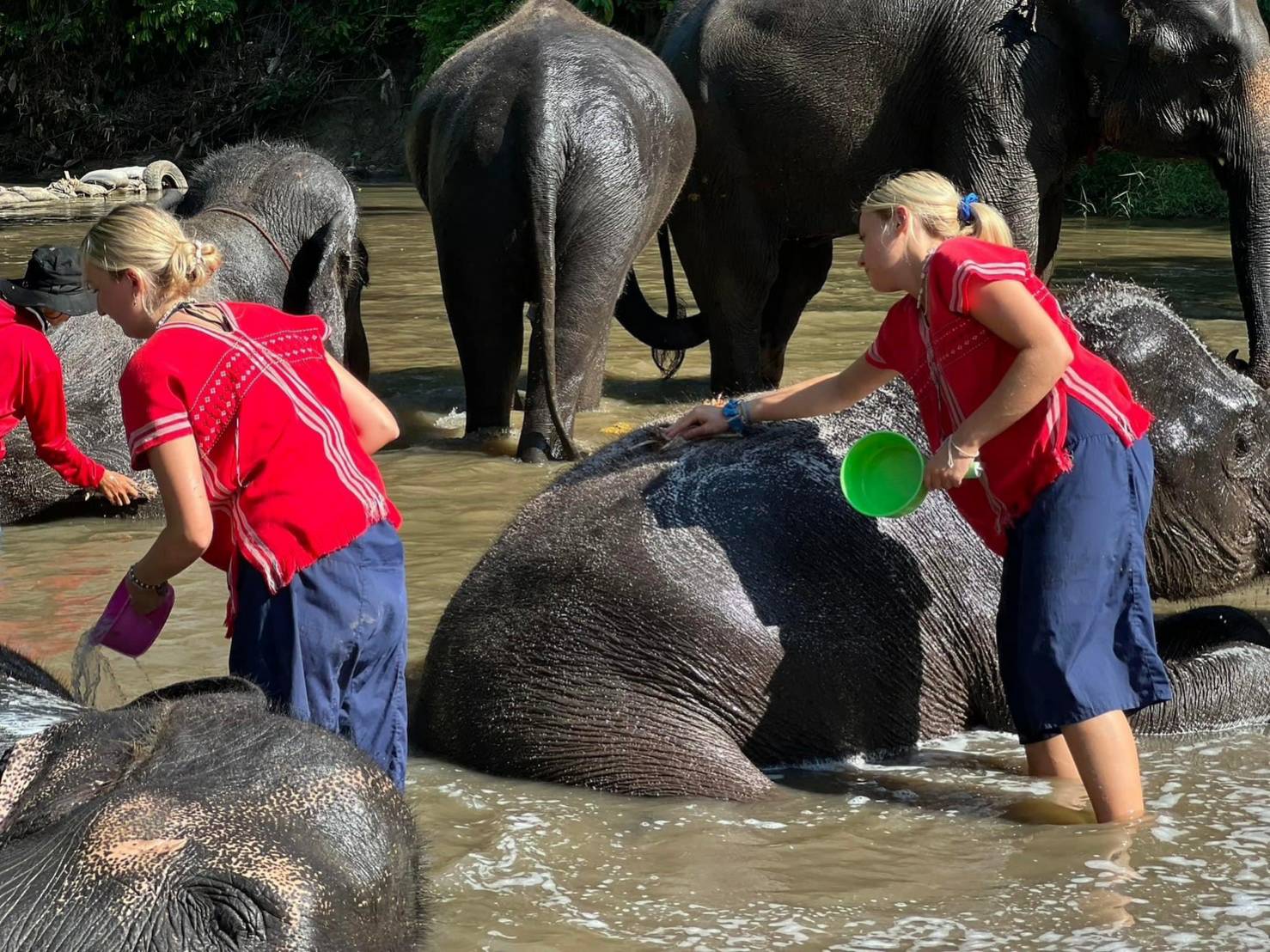 Read more about the article ELEPHANT CARE (HALF DAY TOUR)