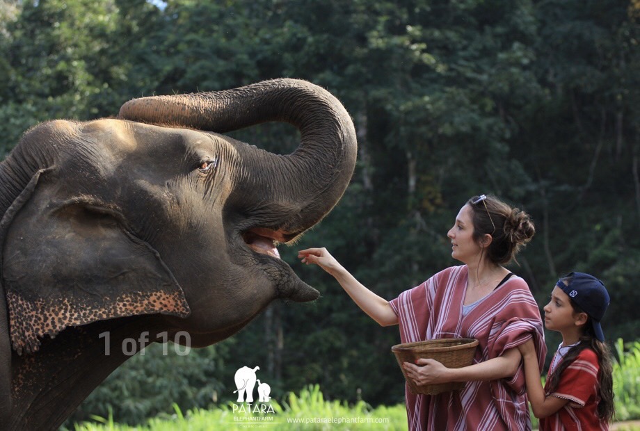 Read more about the article Elephant Farm